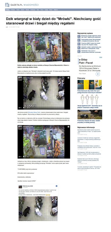 Screenshot-2017-12-15 Dzik ''poszedł'' na zakupy w Nowym Dworze Maz Staranował drzwi i biegał między regałami.jpg